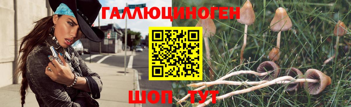 Тосно  Галлюциногенные грибы Psilocybine cubensis  Вход с VPN 